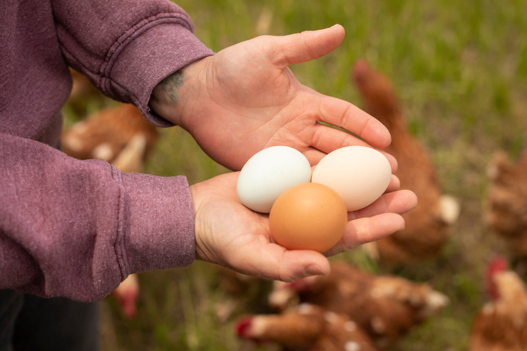 Truly Free Range Eggs